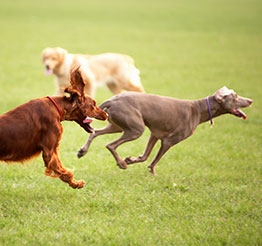 Two dogs sprinting on a lawn, with tongues out, as another dog watches in the background
